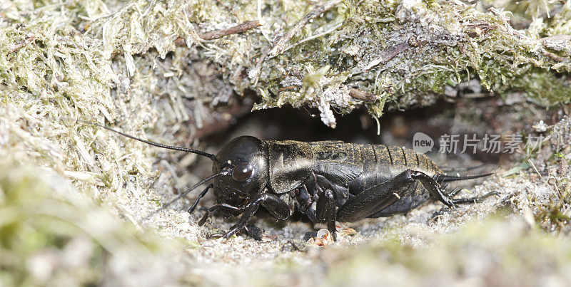 田野蟋蟀(Gryllus campestris)若虫洞